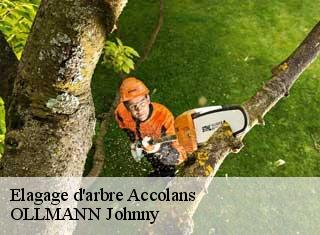 Elagage d'arbre  accolans-25250 OLLMANN Johnny 