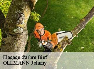 Elagage d'arbre  bief-25190 OLLMANN Johnny 