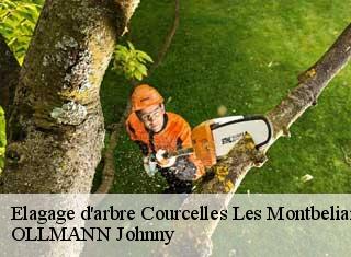 Elagage d'arbre  courcelles-les-montbeliard-25420 OLLMANN Johnny 