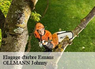 Elagage d'arbre  esnans-25110 OLLMANN Johnny 