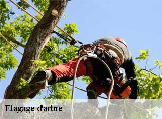 Elagage d'arbre