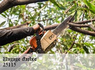 Elagage d'arbre 25115