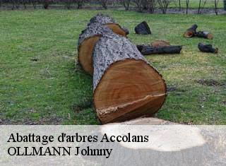 Abattage d'arbres  accolans-25250 OLLMANN Johnny 
