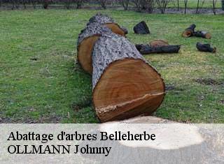 Abattage d'arbres belleherbe-25380 OLLMANN Johnny