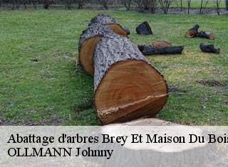 Abattage d'arbres  brey-et-maison-du-bois-25240 OLLMANN Johnny 