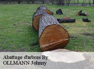 Abattage d'arbres  by-25440 OLLMANN Johnny 