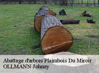 Abattage d'arbres  plaimbois-du-miroir-25210 OLLMANN Johnny 