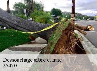 Dessouchage arbre et haie 25470