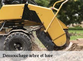 Dessouchage arbre et haie