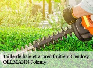 Taille de haie et arbres fruitiers  cendrey-25640 OLLMANN Johnny 