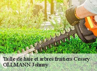 Taille de haie et arbres fruitiers  cessey-25440 OLLMANN Johnny 