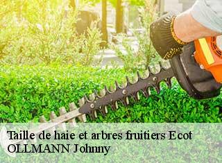 Taille de haie et arbres fruitiers  ecot-25150 OLLMANN Johnny 