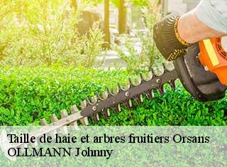 Taille de haie et arbres fruitiers  orsans-25530 OLLMANN Johnny 