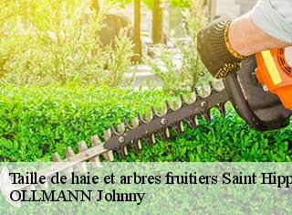 Taille de haie et arbres fruitiers  saint-hippolyte-25190 OLLMANN Johnny 